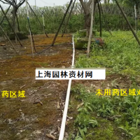 草坪里的雜草怎么去除，上海綠化養(yǎng)護草坪雜草如何管理